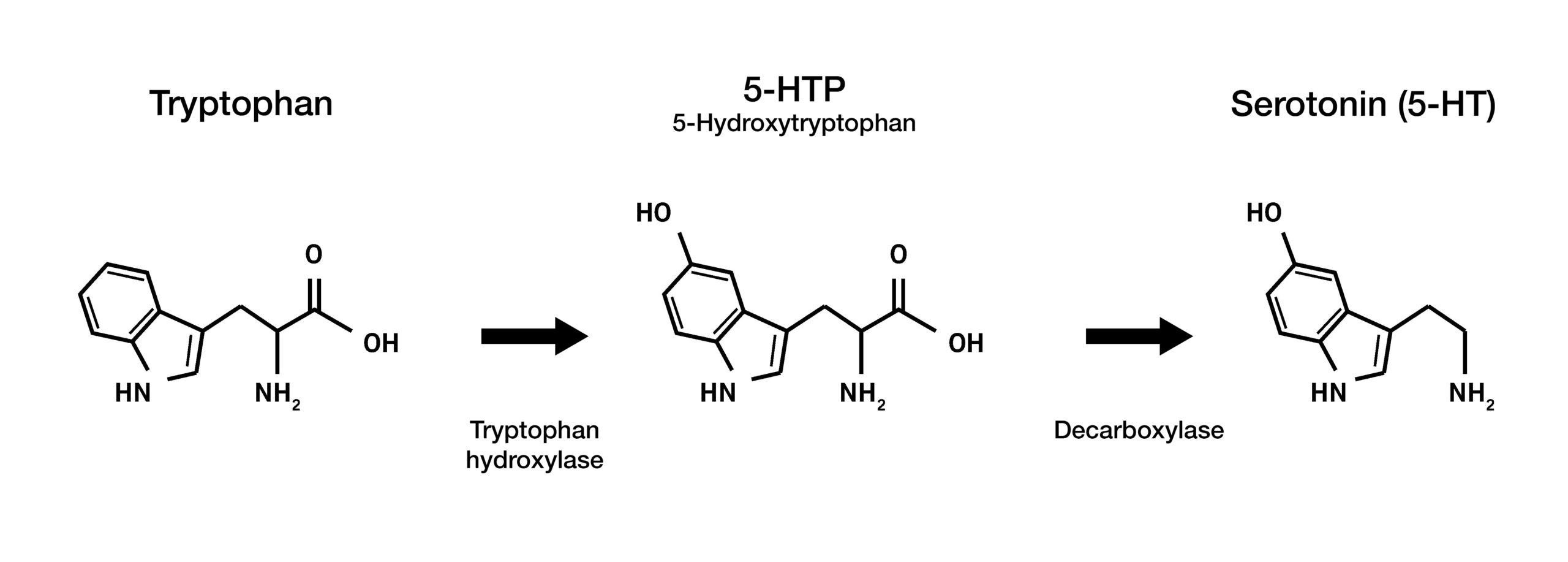 Der Serotoninsynthese